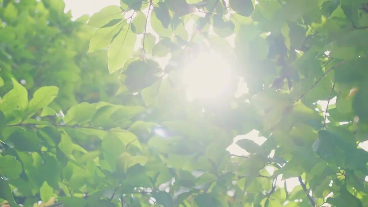 夏季阳光穿过树叶禅宗空镜头视频素材