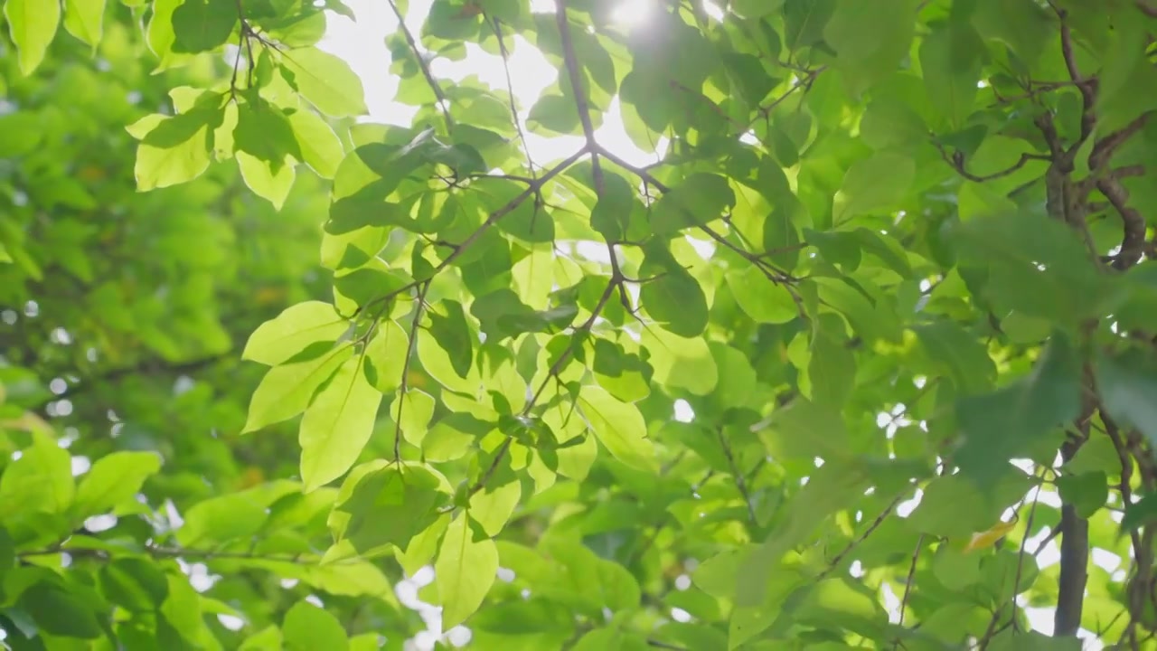 夏季阳光穿过树叶禅宗空镜头视频素材