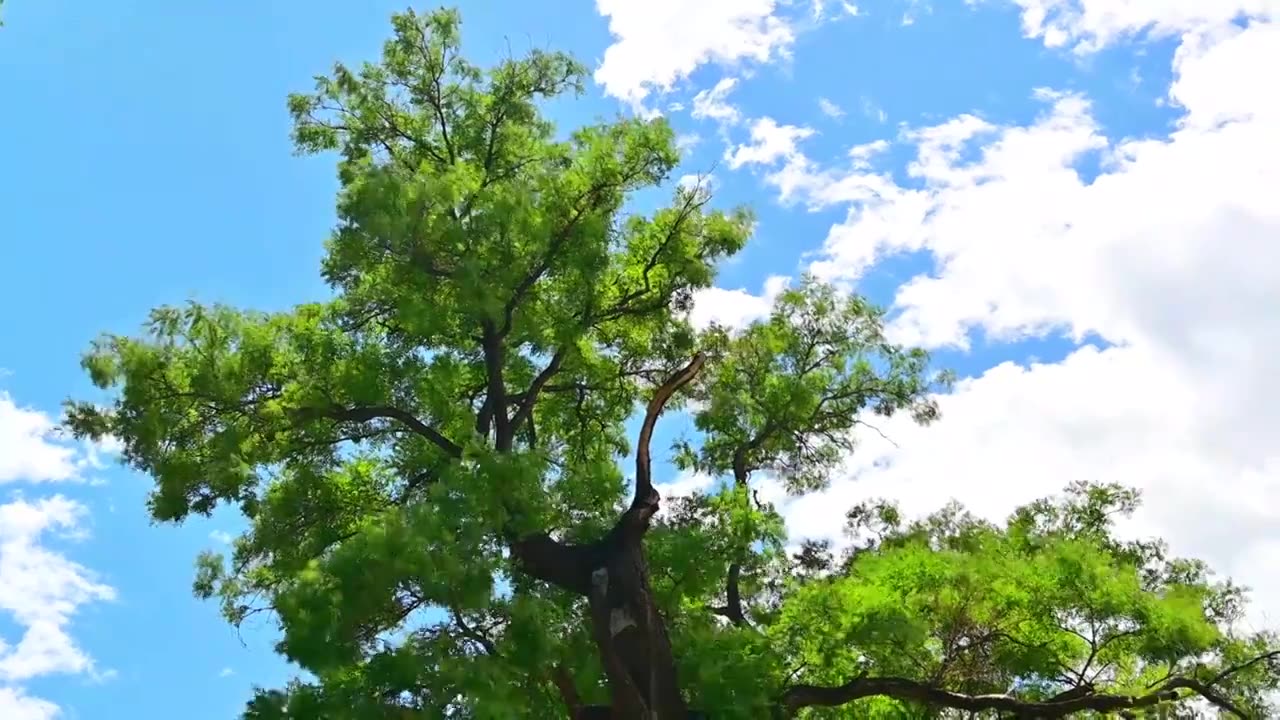 蓝天白云大树在风中摇摆视频素材