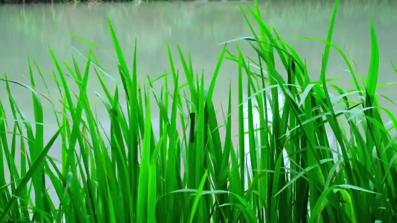 河岸菖蒲下雨水面波纹视频素材