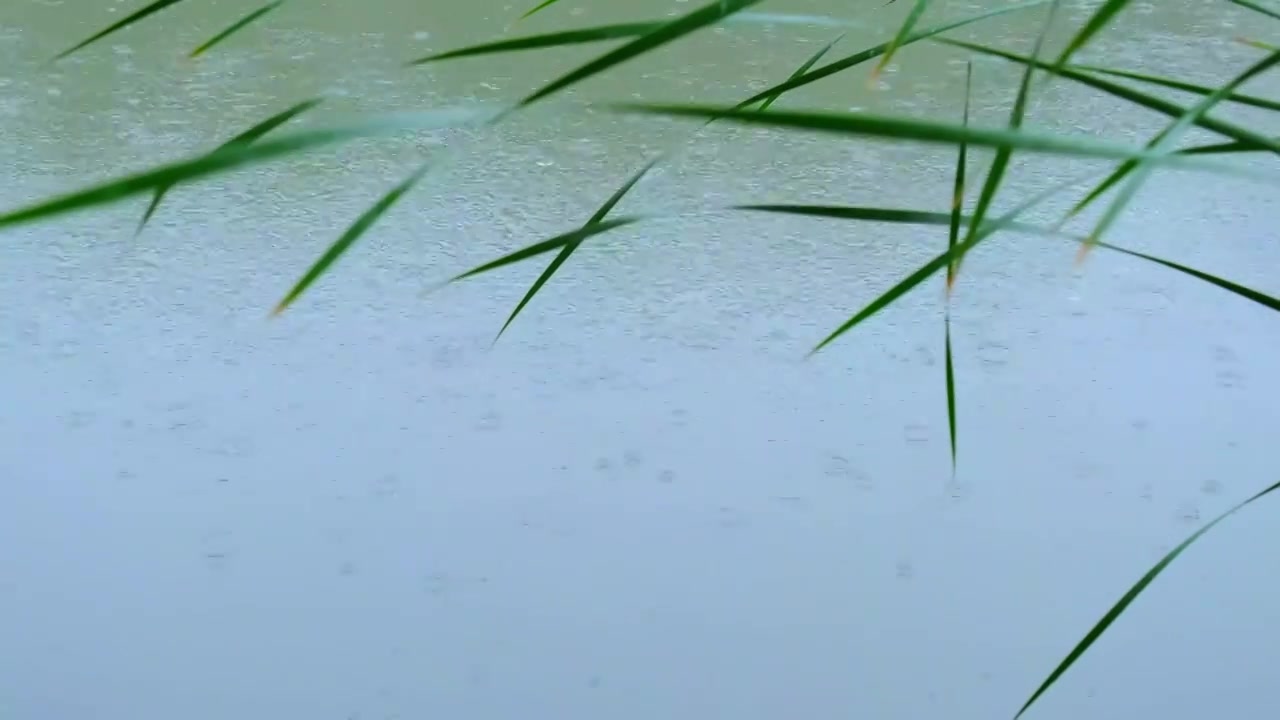 河岸菖蒲下雨水面波纹视频素材