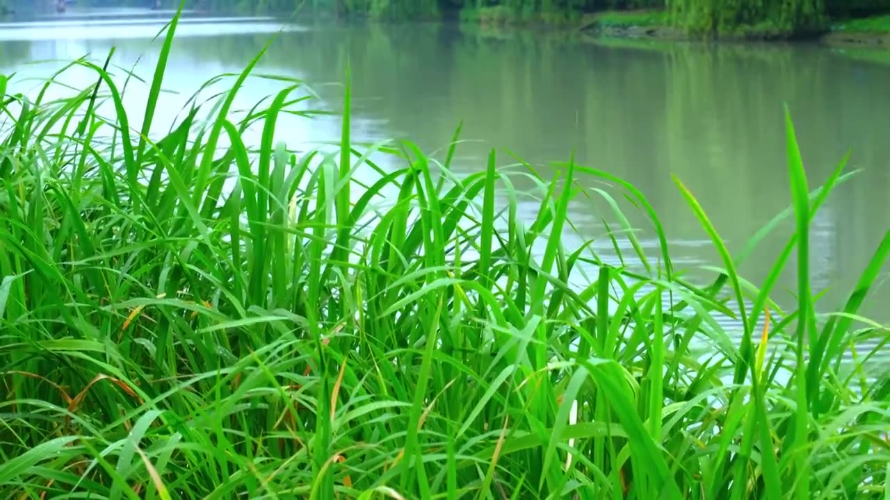 河岸菖蒲下雨水面波纹视频素材