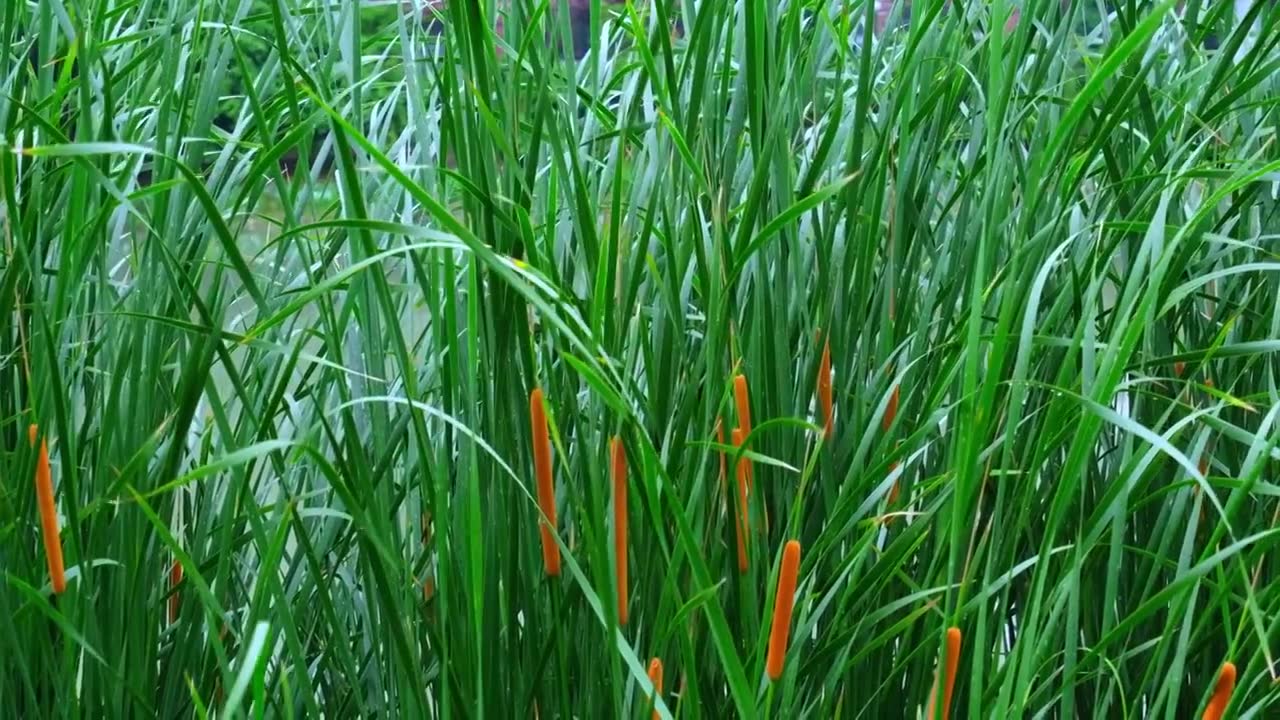 河岸菖蒲下雨水面波纹视频素材