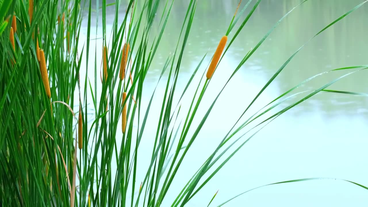 河岸菖蒲下雨水面波纹视频素材