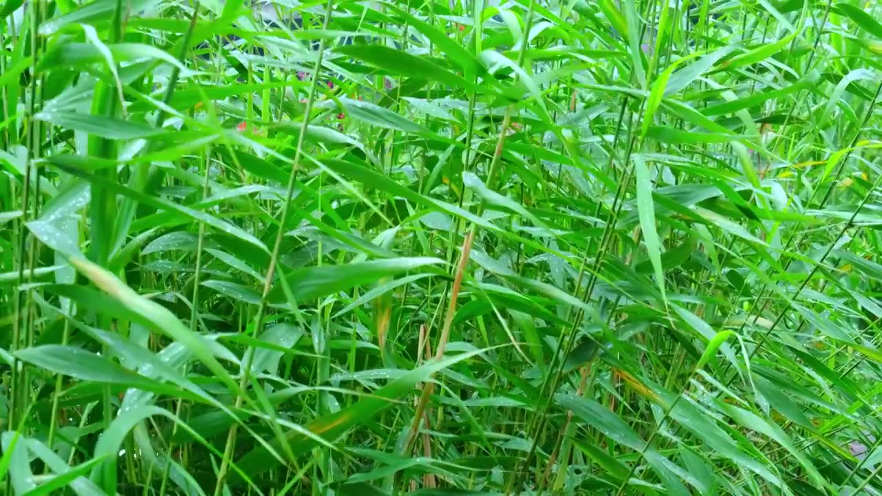 下雨雨滴芦苇叶子野生植物视频素材