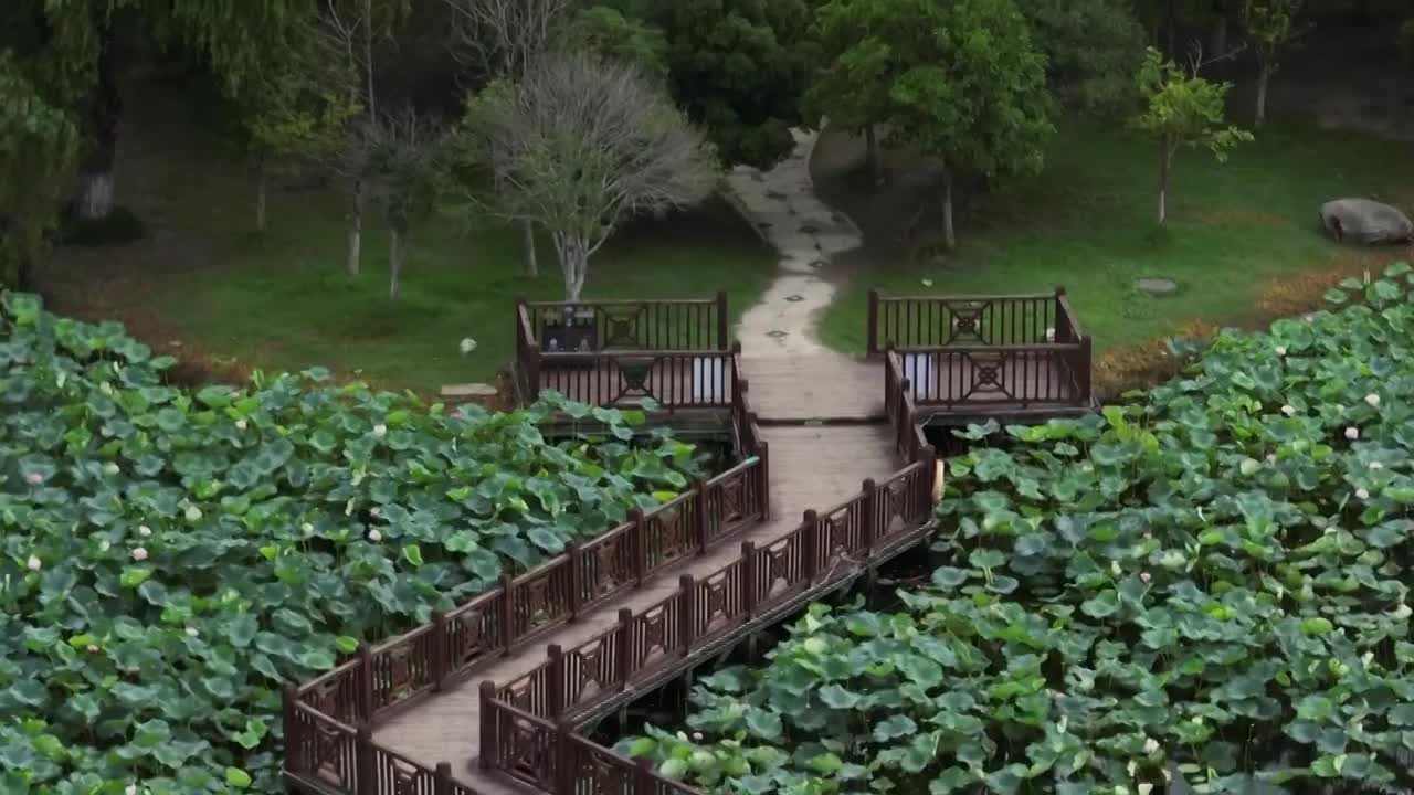 苏州荷塘月色湿地公园夏季荷花视频合集视频下载