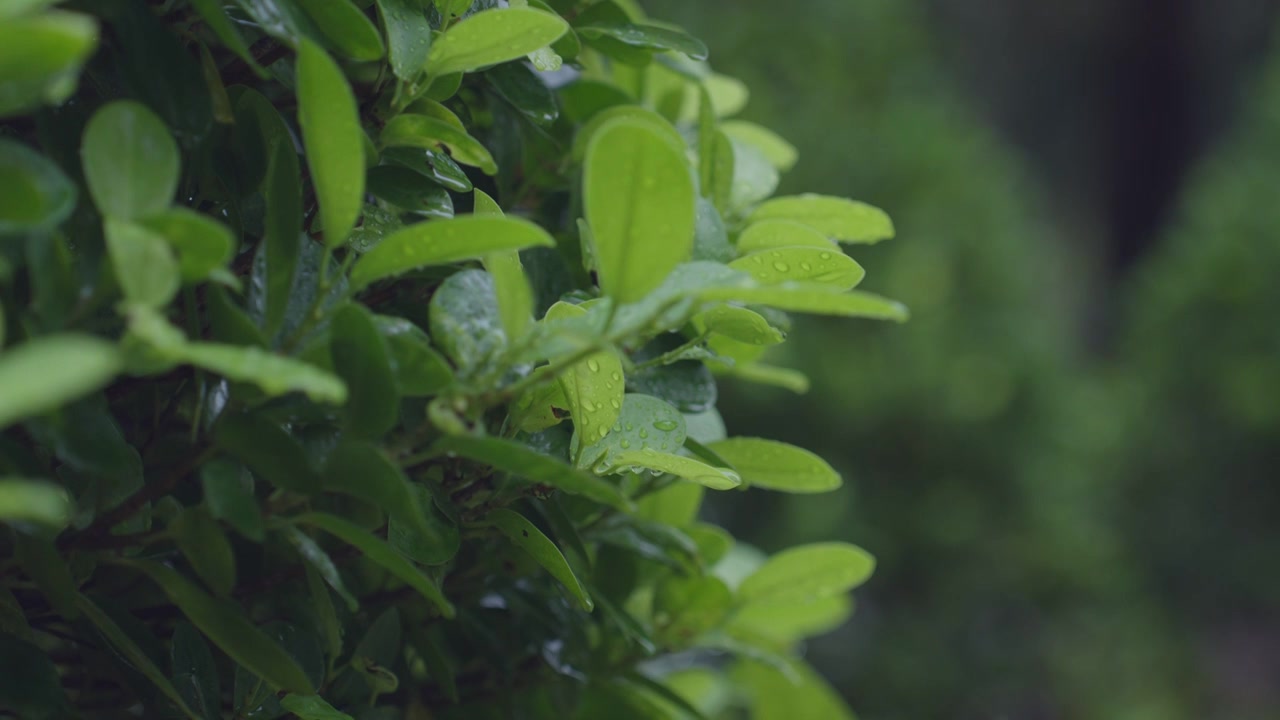 下雨雨滴小雨雨季谷雨清明雨水夏至视频素材