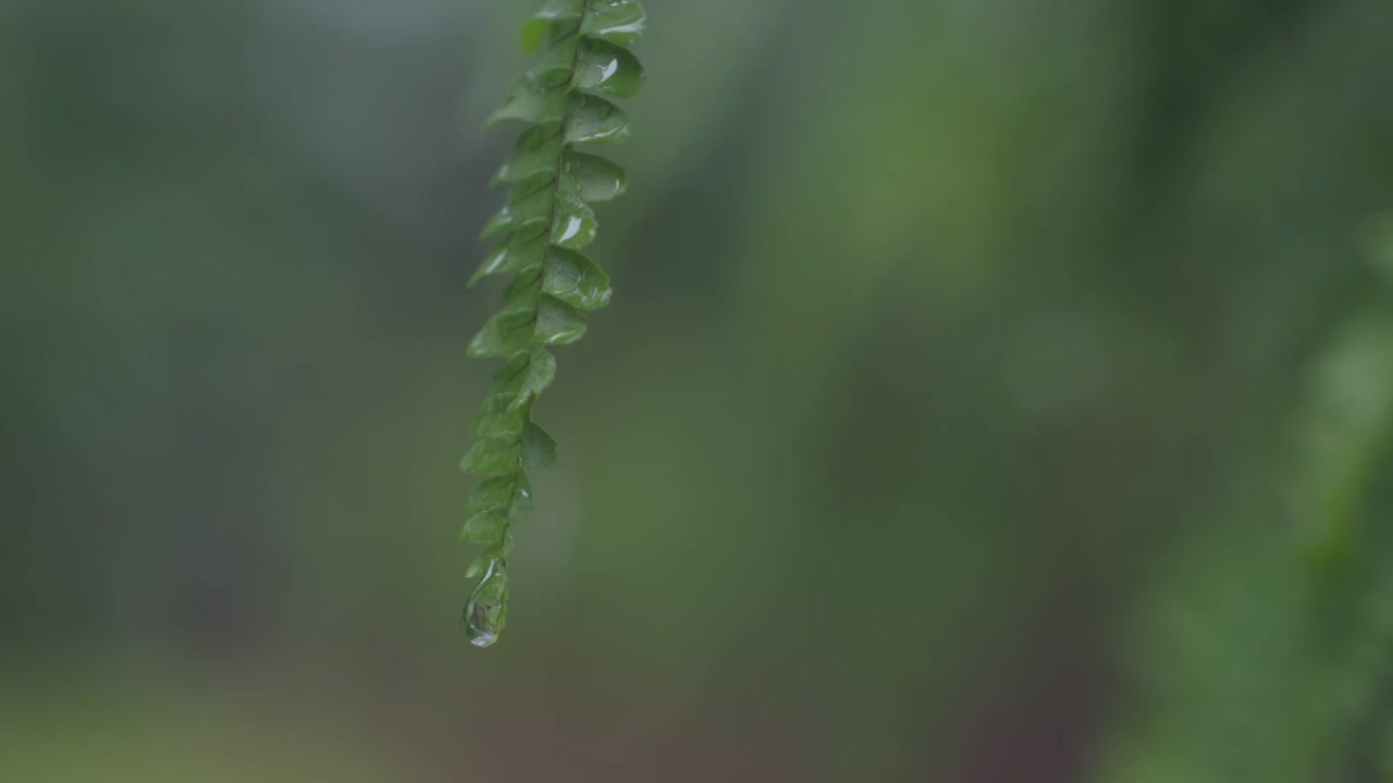 下雨雨滴小雨雨季谷雨清明雨水夏至视频素材