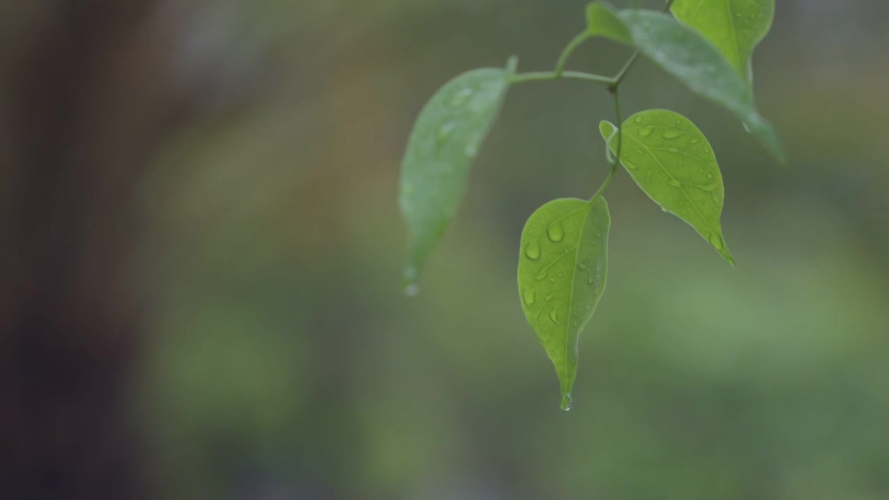 下雨雨滴小雨雨季谷雨清明雨水夏至视频素材