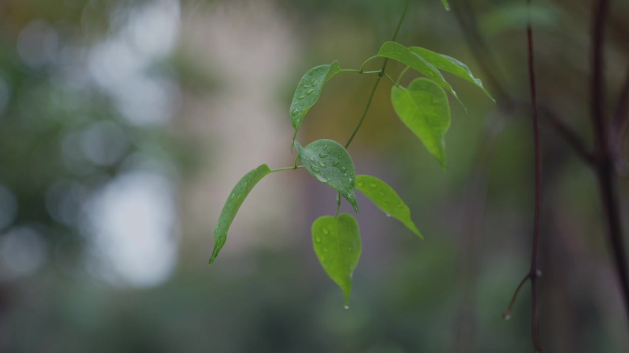 下雨雨滴小雨雨季谷雨清明雨水夏至视频素材