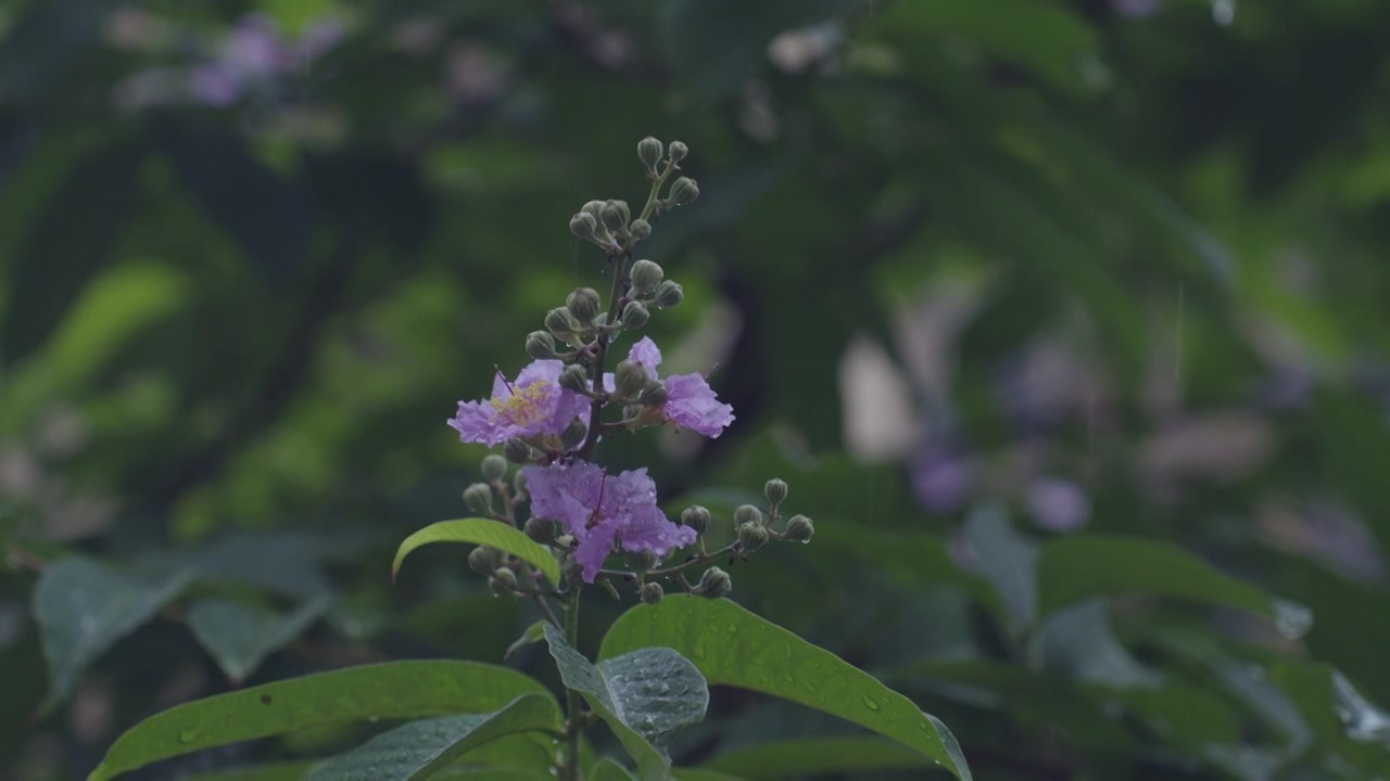 下雨雨滴小雨雨季谷雨清明雨水夏至视频素材