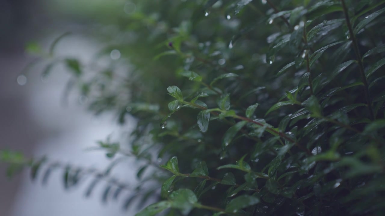 下雨雨滴小雨雨季谷雨清明雨水夏至视频素材