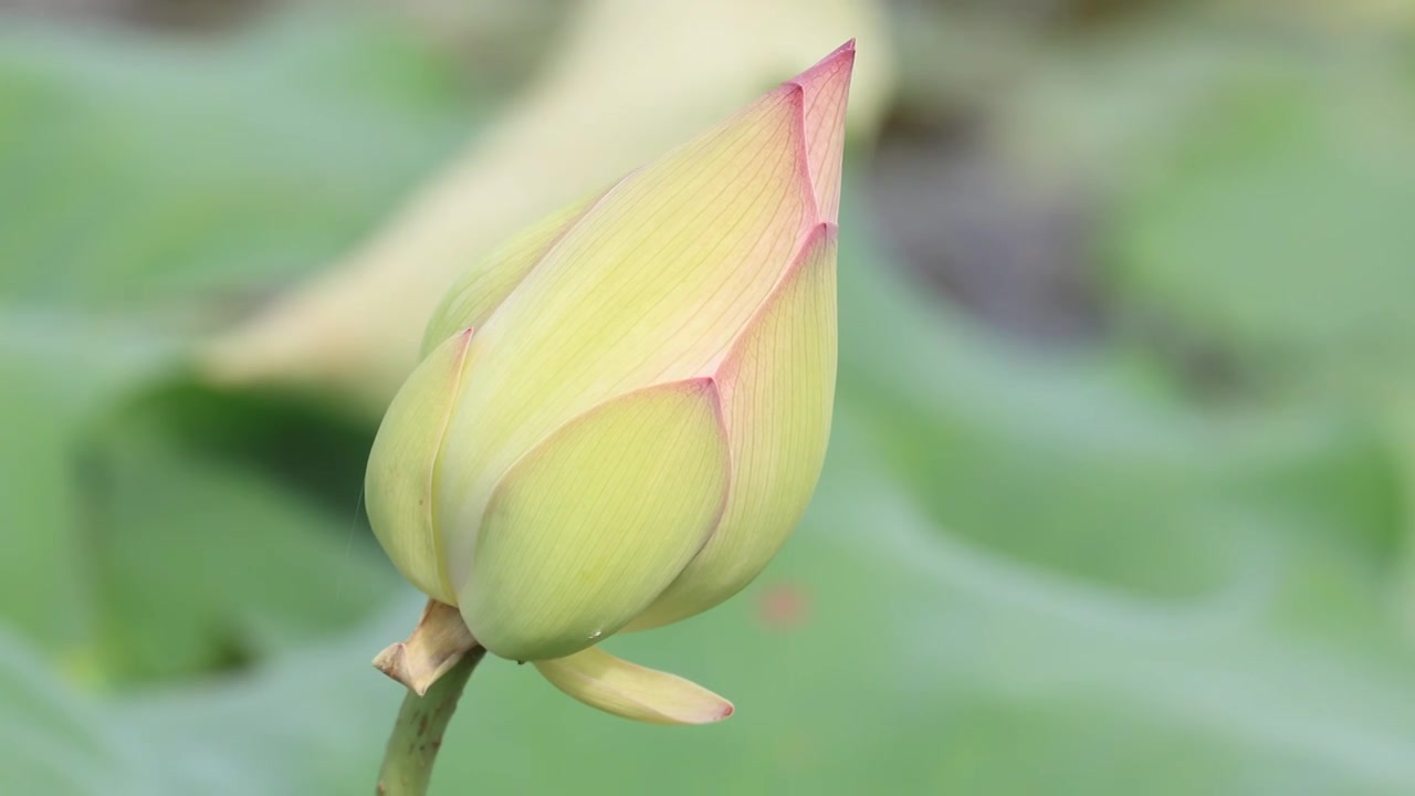 荷花、荷花池视频素材