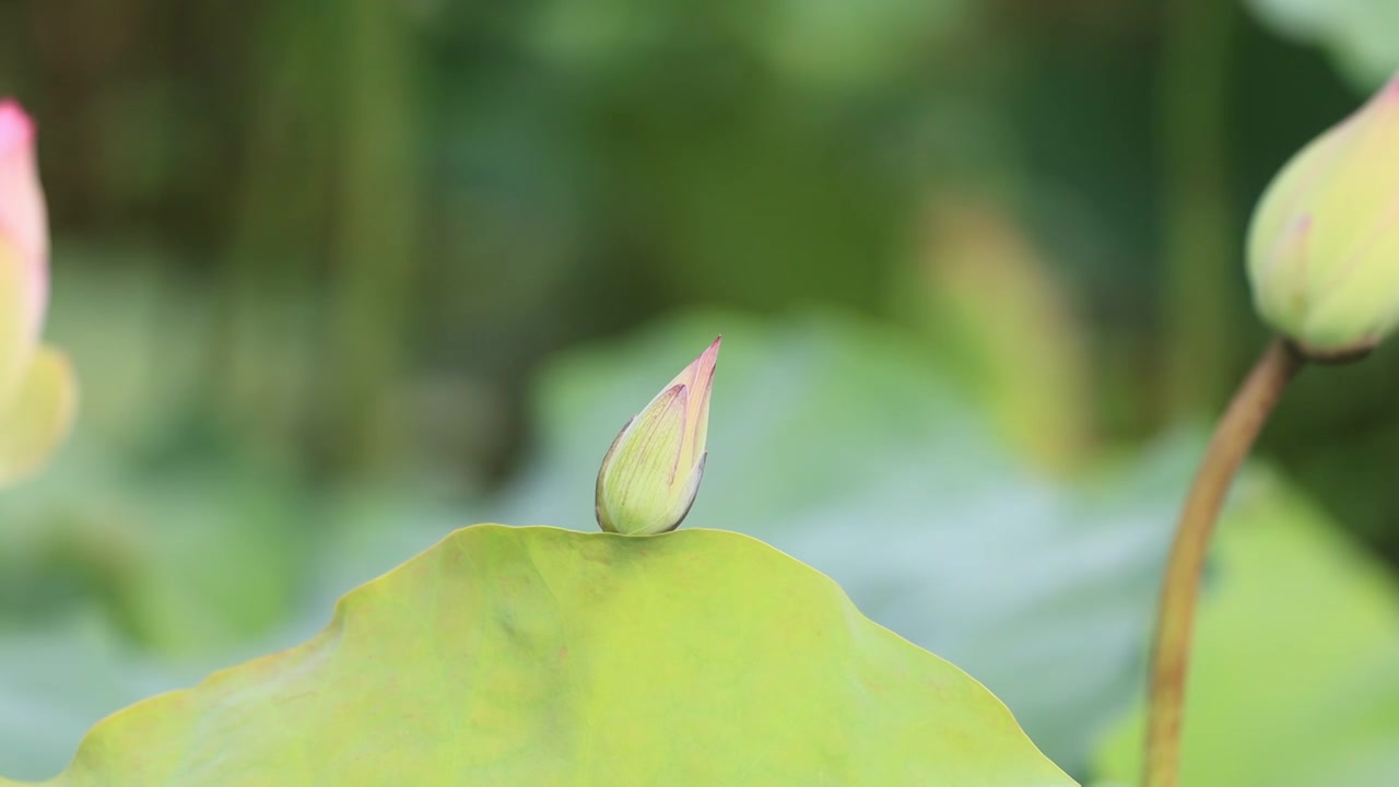 荷花、荷花池视频素材