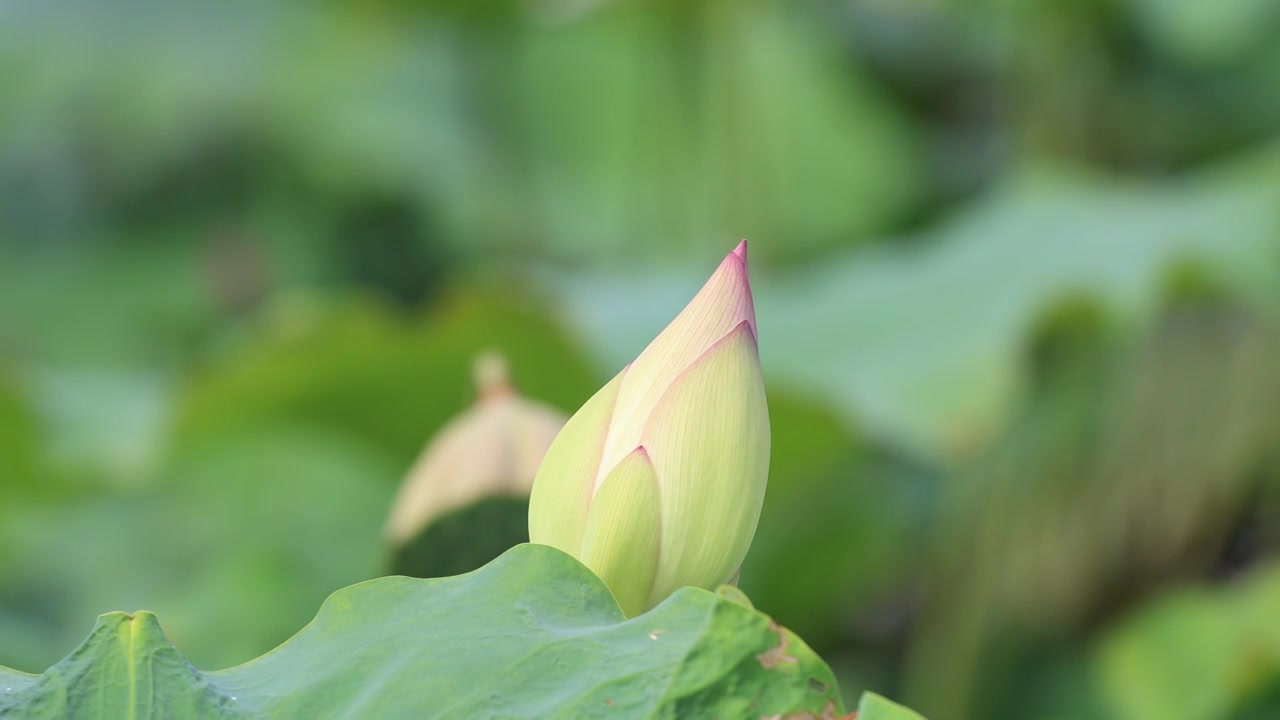 荷花、荷花池视频素材