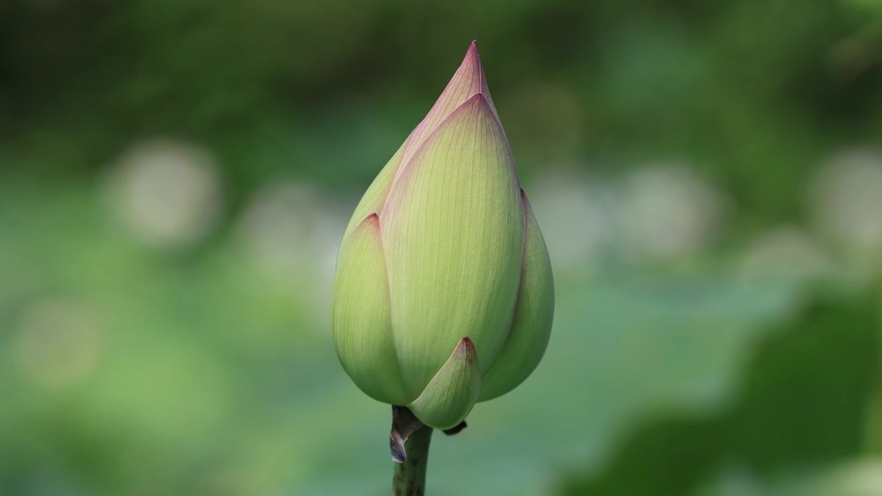 荷花、荷花池视频素材