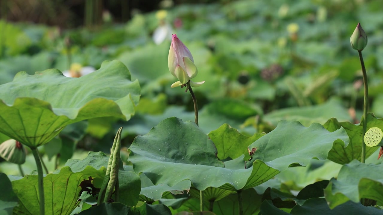 荷花、荷花池视频素材