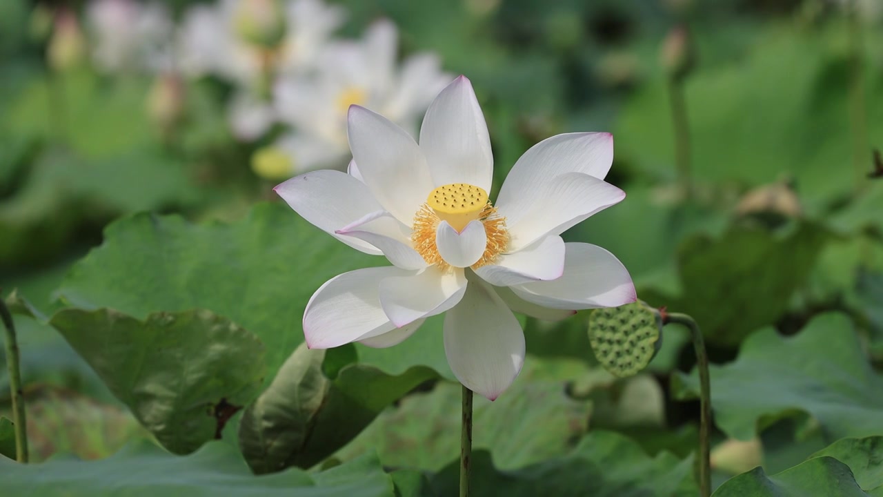 荷花、荷花池视频素材