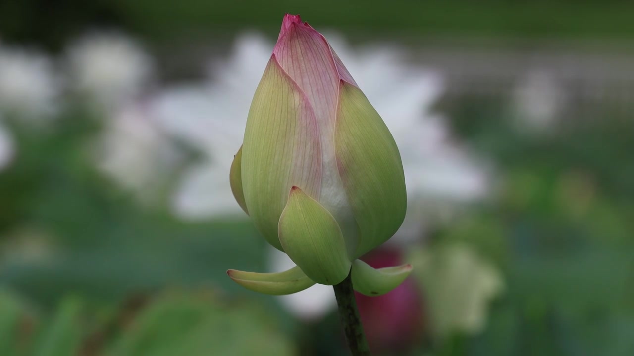 荷花、荷花池视频素材