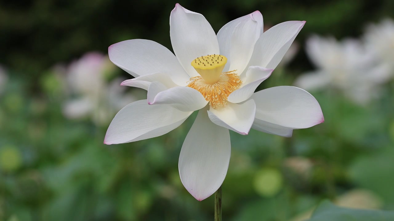 荷花、荷花池视频素材