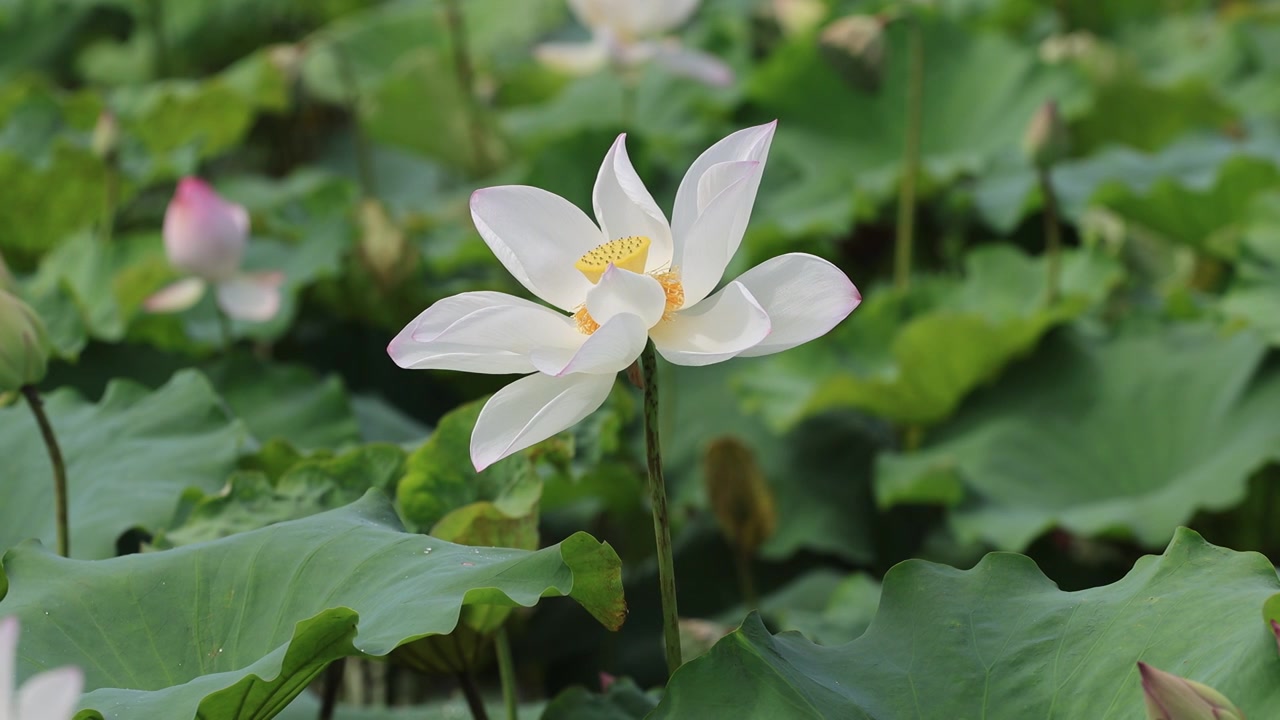 荷花、荷花池视频素材