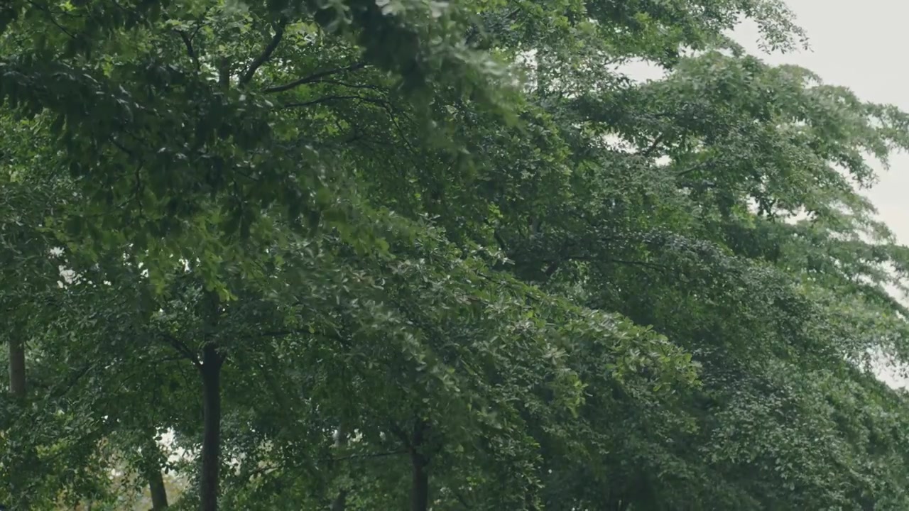 大雨与繁茂的树叶背景视频素材