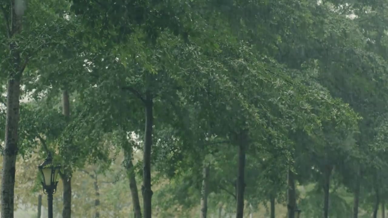 大雨与繁茂的树叶背景视频素材