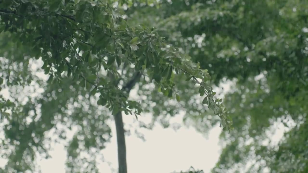 大雨与繁茂的树叶背景视频素材