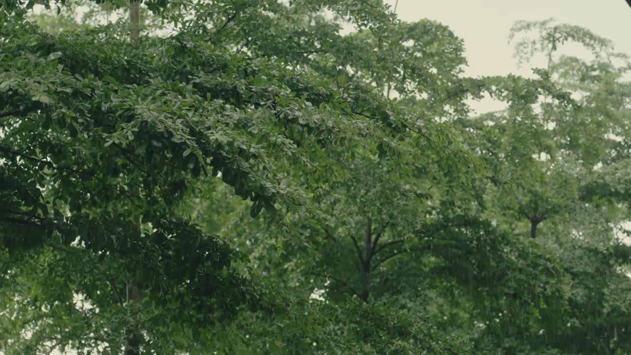 大雨与繁茂的树叶背景视频素材