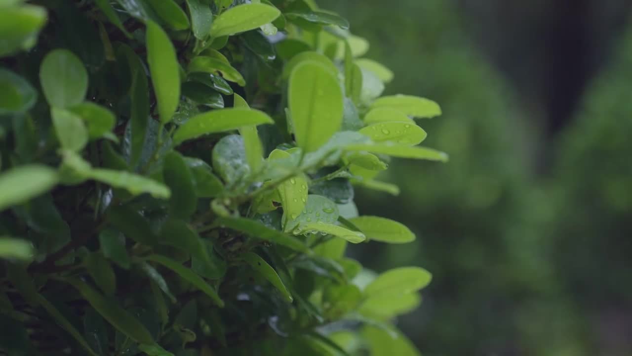 暴雨 大雨 雨季 雨水 雨滴 树叶 云雾森林合集视频素材