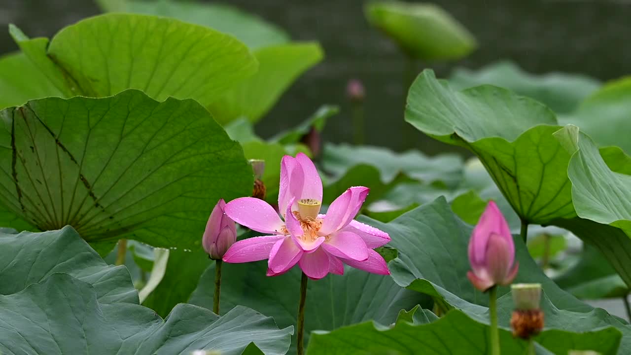 雨荷慢镜拍摄，江苏南京视频素材