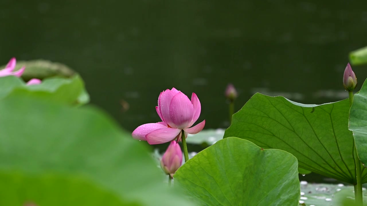 雨荷慢镜拍摄，江苏南京视频素材