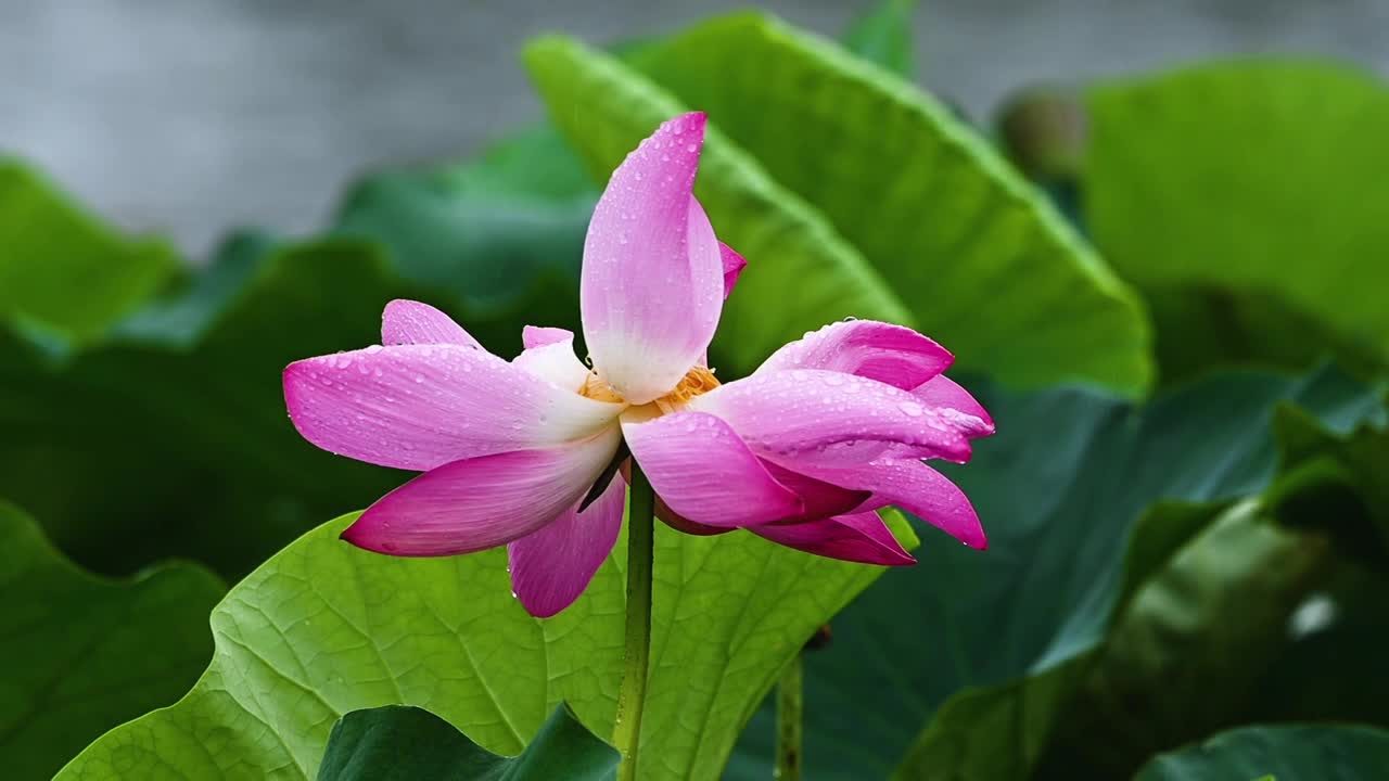 雨荷慢镜拍摄，江苏南京视频素材