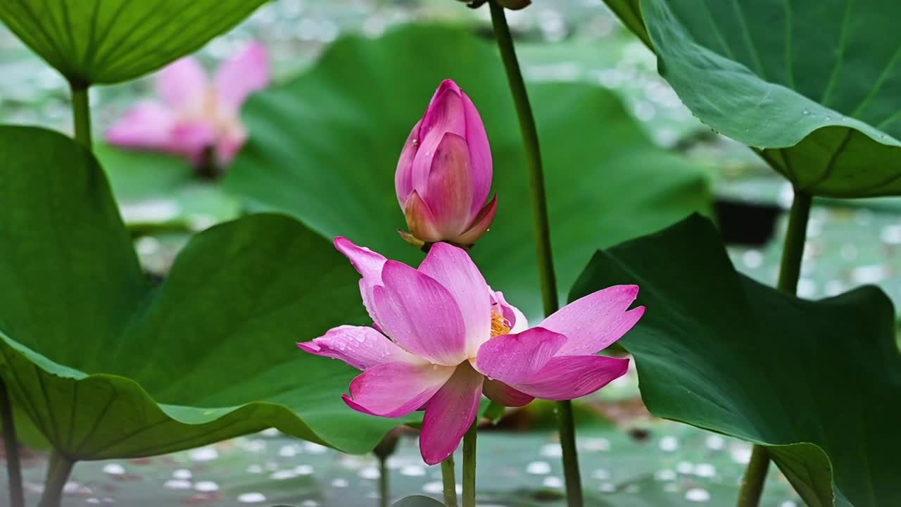 雨荷慢镜拍摄，江苏南京视频素材