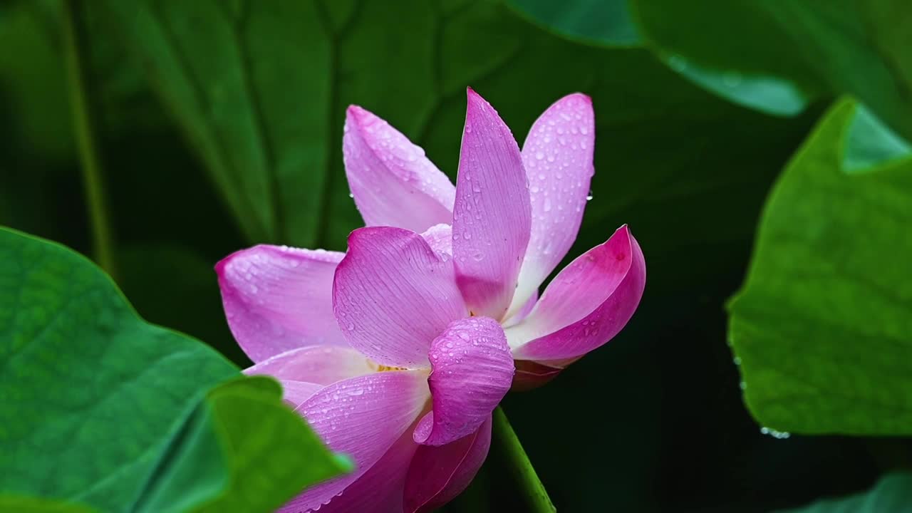 雨荷慢镜拍摄，江苏南京视频素材