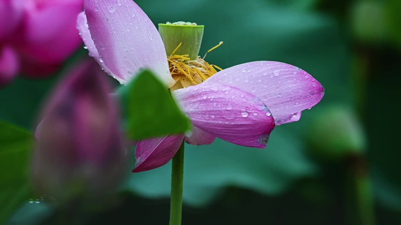 雨荷慢镜拍摄，江苏南京视频素材