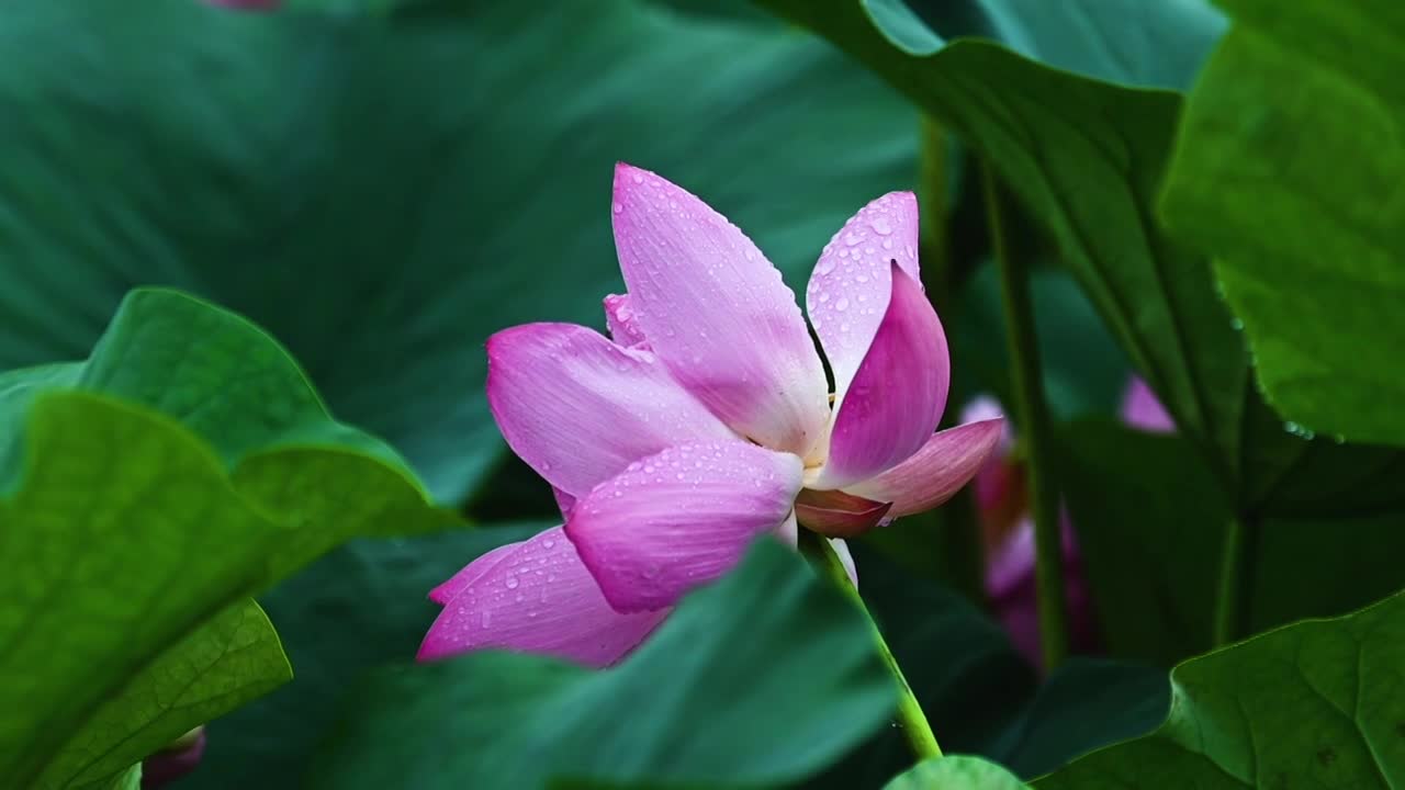 雨荷慢镜拍摄，江苏南京视频素材