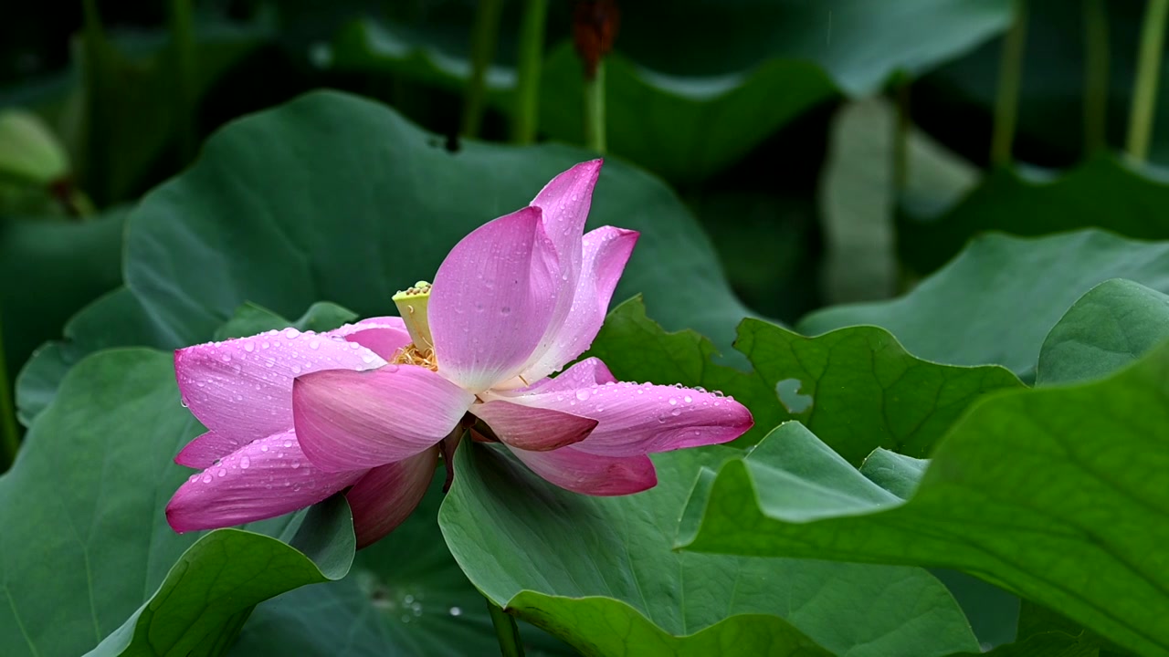 雨荷慢镜拍摄，江苏南京视频素材