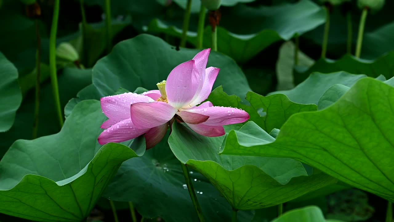 雨荷慢镜拍摄，江苏南京视频素材