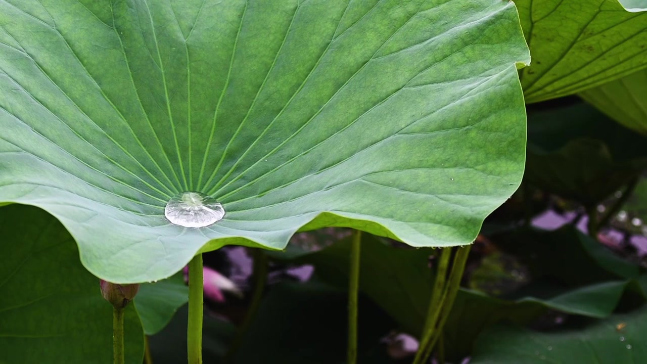 雨荷慢镜拍摄，江苏南京视频素材