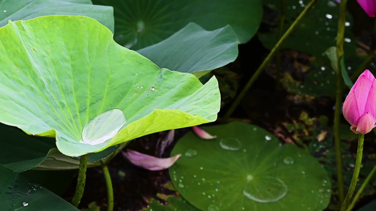 雨荷慢镜拍摄，江苏南京视频素材