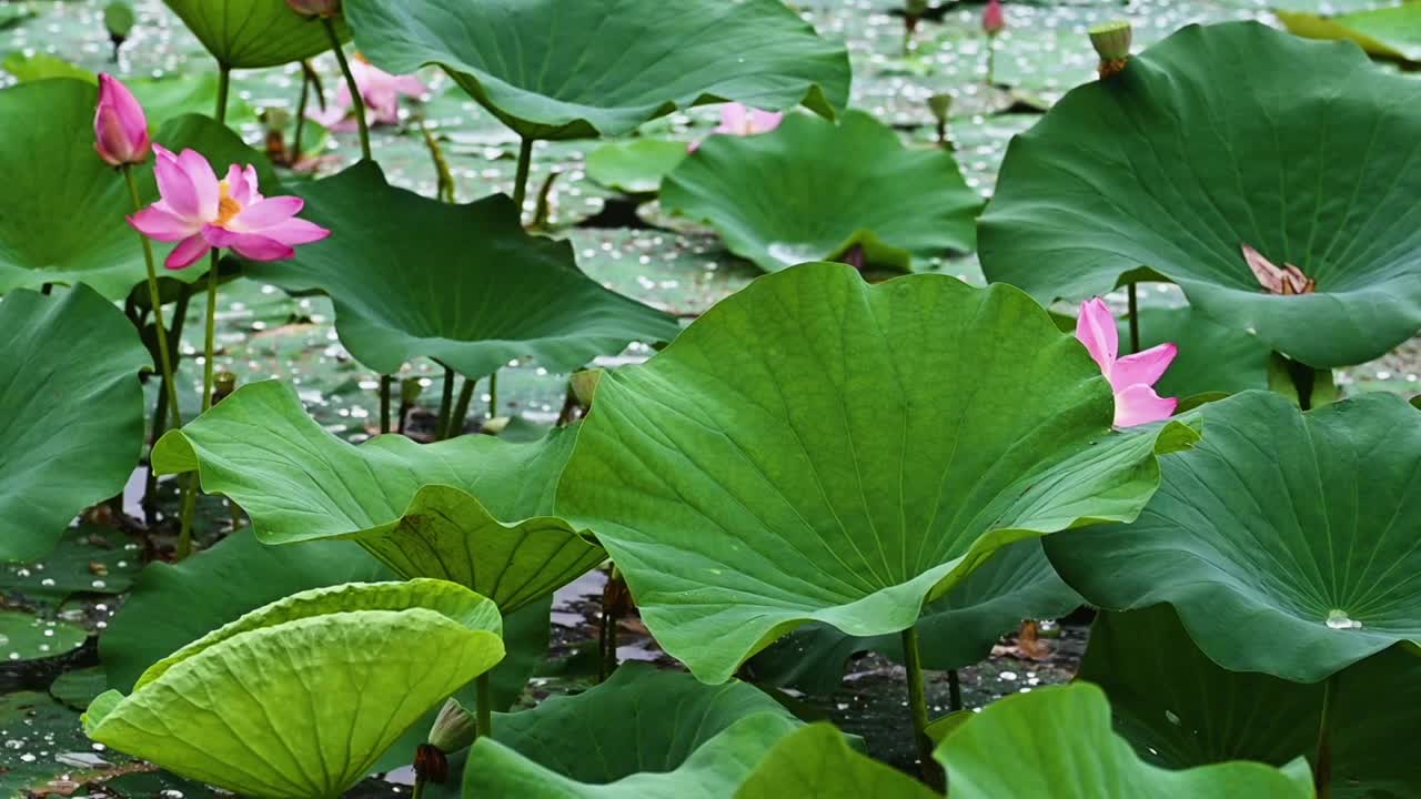 雨荷慢镜拍摄，江苏南京视频素材