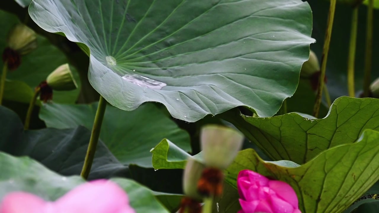 雨荷慢镜拍摄，江苏南京视频素材