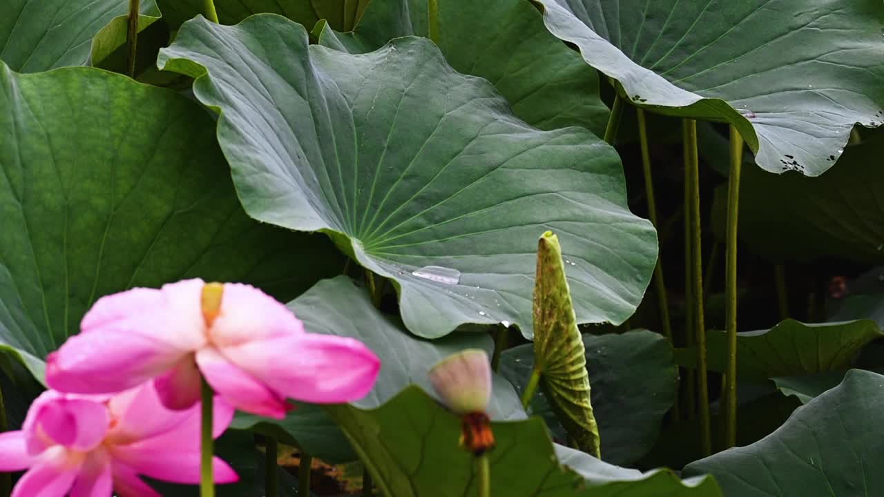 雨荷慢镜拍摄，江苏南京视频素材