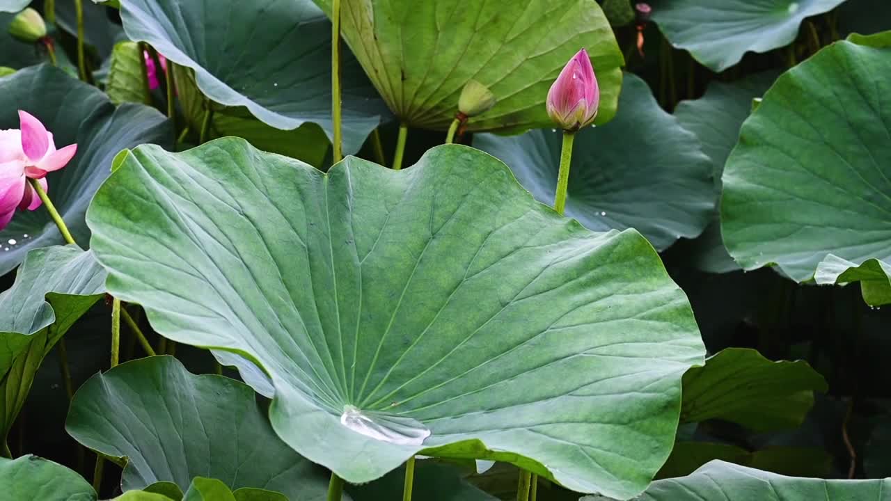 雨荷慢镜拍摄，江苏南京视频素材