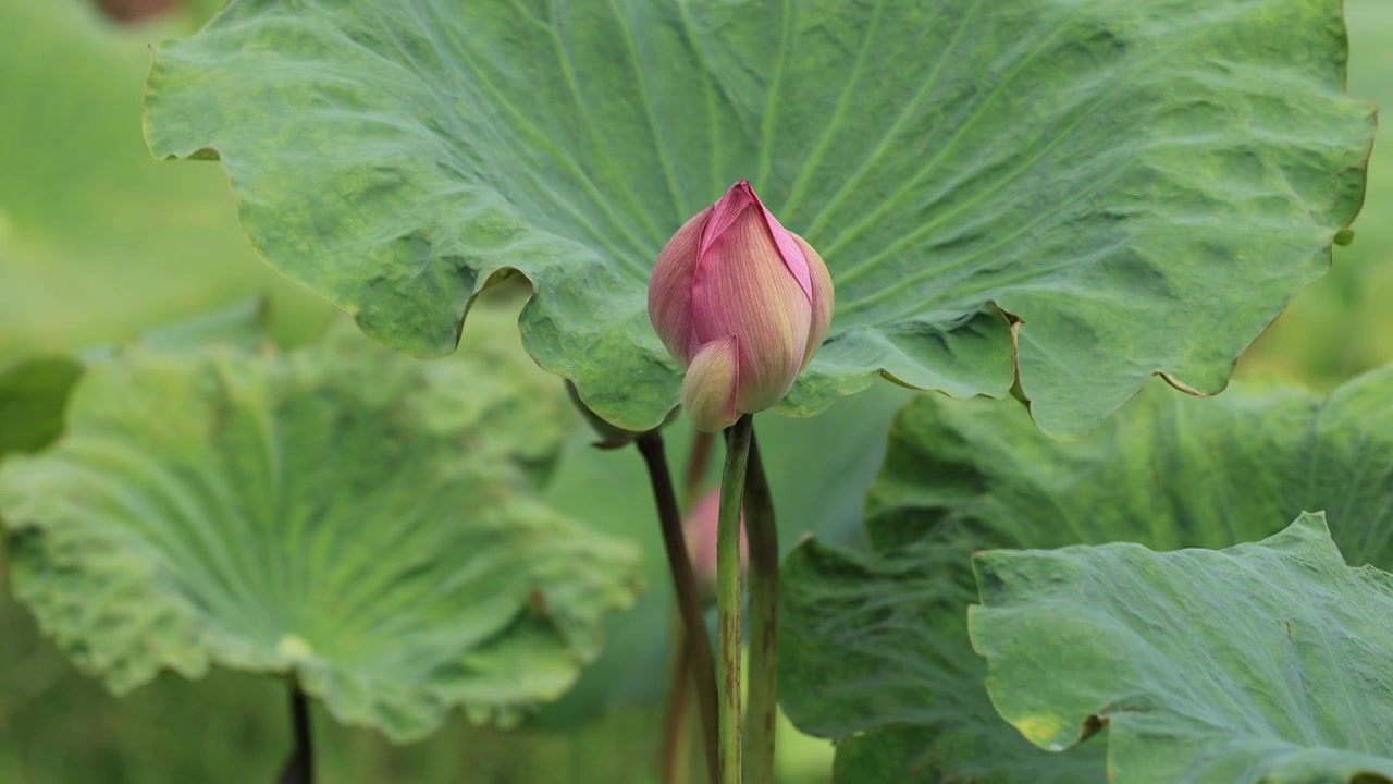 菡萏、荷花视频素材