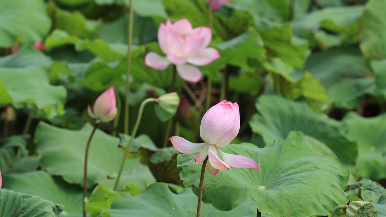 菡萏、荷花视频素材