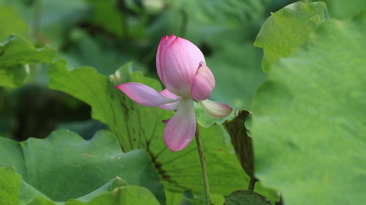 菡萏、荷花视频素材