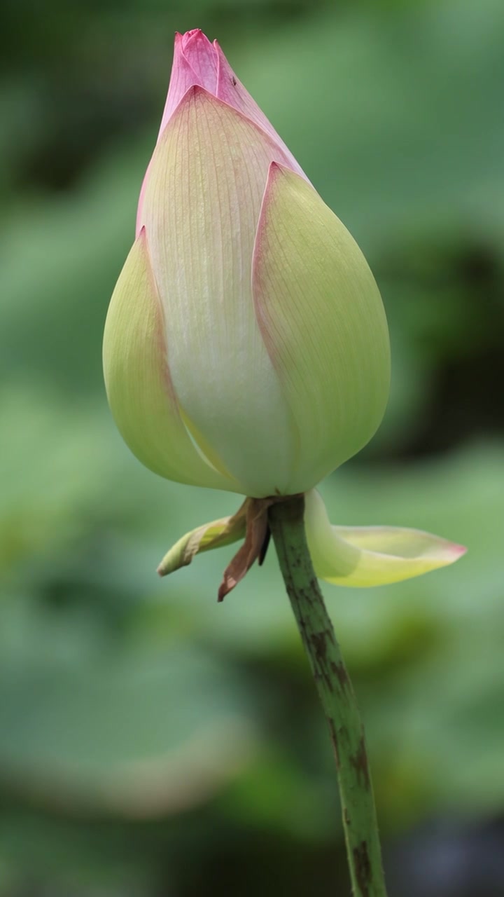 菡萏、荷花视频素材