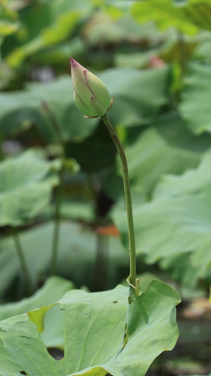 菡萏、荷花视频素材